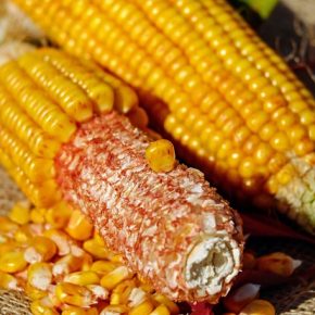 Царица переработки: когда кукуруза принесет значительно большую прибыль