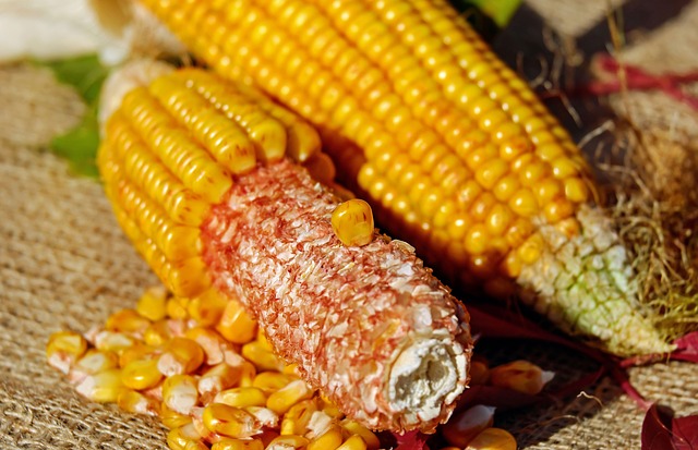 Царица переработки: когда кукуруза принесет значительно большую прибыль Украине
