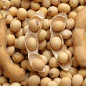 Цены на украинскую сою упали