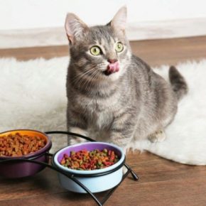 Питание кошек: важно обратить внимание
