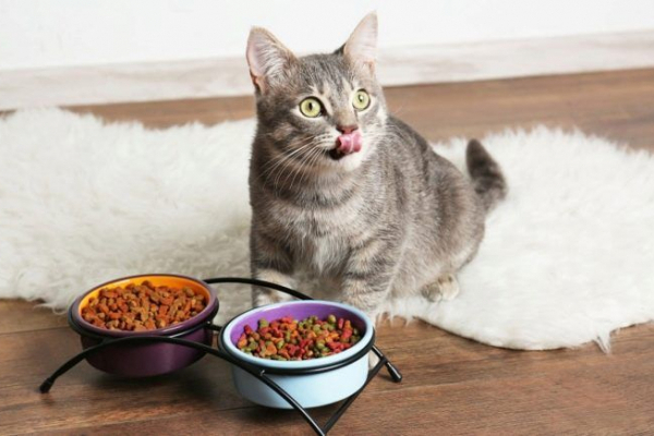 Питание кошек: важно обратить внимание