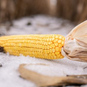 Какие практические плюсы и минусы экстремального перестаивания кукурузы