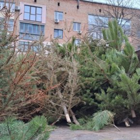 Куда девать живую елку после праздников