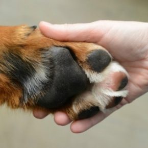 В Тернопольской области спасатели освобождали собаку из подвала