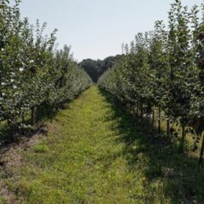 Немецкая компания начала выращивать в Украине саженцы деревьев нового типа