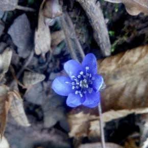 Новогоднее чудо: на Тернопольщине зацвел весенний цветок