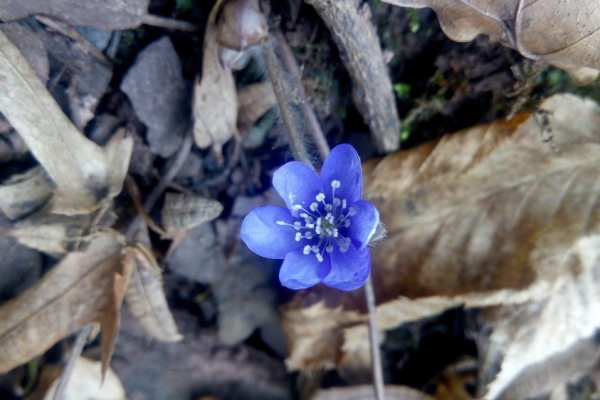 Новогоднее чудо: на Тернопольщине зацвел весенний цветок