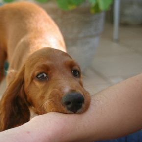 Пес загрыз пса: в Тернополе у ​​женщины конфискуалы агрессивной собаки