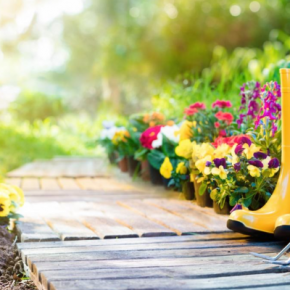 Правильный уход за садовыми деревьями и кустарниками.