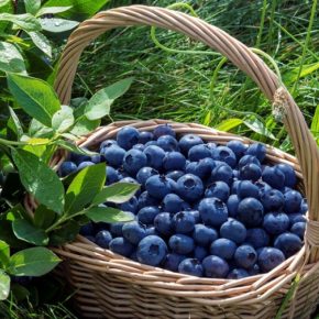 Стало известно, сколько Украина заработал на экспорте плодов, ягод и орехов в Европу в прошлом году