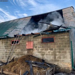 В селе Тернопольской области во время пожара погибли десять свиней