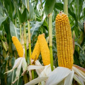 В Украине резко снизили закупочные цены на кукурузу