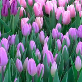 «Оптовая продажа тюльпанов»: как жительница Тернопольщины отдала мошенникам 200 тысяч гривен