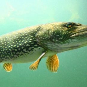 В Тернопольской области начал действовать запрет на отлов щуки