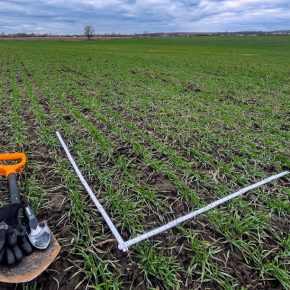 Озимая в «Континентале» выходит из зимы в хорошем состоянии