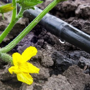 Современные технологии капельного орошения экономят до 30-40% воды