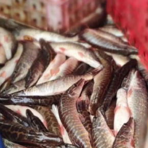 В Зборове ночью мужчина перевозил более 400 кг незаконно выловленной щуки