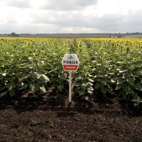 В Украине растет спрос на семена бренда Pioneer®