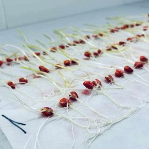 Испытано холодом: Ukravit Institute предлагает новую услугу