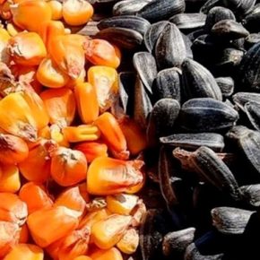 ВНИС предлагает для аграриев специальную программу приобретения семян подсолнечника или кукурузы.