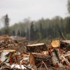 Житель Чертковщины вырубал деревья на территории «Днестровского каньона»