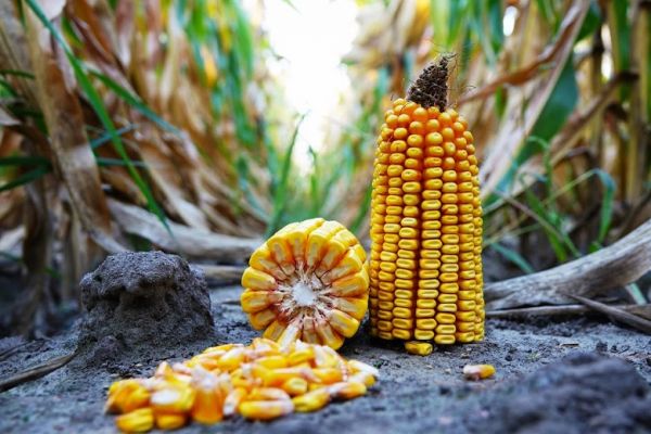 Эффективность выращивания кукурузы — различные технологии