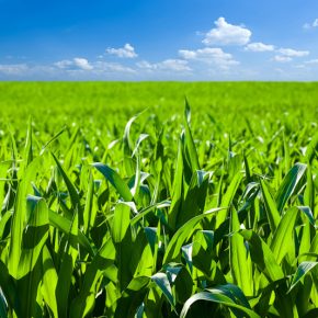 Эффективность выращивания кукурузы - разные технологии