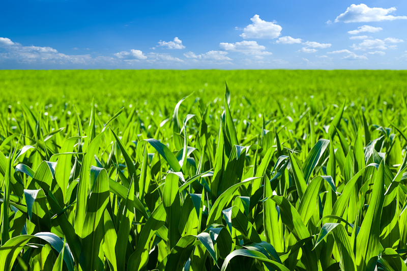 Эффективность выращивания кукурузы — ></p>
<p><strong><em>Производительность кукурузы раннеспелого гибрида в среднем за 2011–2015 гг. изменялась в широком диапазоне — от 2,80 в контрольном варианте по агротехническому методу контроля засоренности до 10,48 т /га</em></strong></p>
<p>С учетом типа и специализации сельскохозяйственных предприятий нужно разрабатывать и внедрять технологии выращивания, гарантирующие возможность формирования однородных партий зерна, что важно для крупнотоварных производителей. К тому же, на эффективность зернопроизводства значительное влияние оказывает уровень ресурсного обеспечения предприятий. Так, при низком уровне рентабельность производства зерна кукурузы не достигает и 50%, а предприятия с высоким уровнем ресурсного обеспечения могут иметь гораздо более высокую доходность — более 74%.</p>
<p>Известно, что добиться высокой урожайности кукурузы возможно только, если повысить уровень интенсивности производства. Наибольшая доля в структуре переменных затрат по интенсивным технологиям выращивания кукурузы принадлежит расходам на удобрения, ведь эта культура имеет повышенную потребность в элементах питания и для формирования 1 т зерна с соответствующим количеством побочной продукции использует 24-32 кг азота, 10-14 — фосфора и 25 –35 кг калия.</p>
<p style=