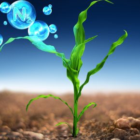 Оптимизатор эффективности питания Блу N от Corteva увеличивает урожайность полевых культур