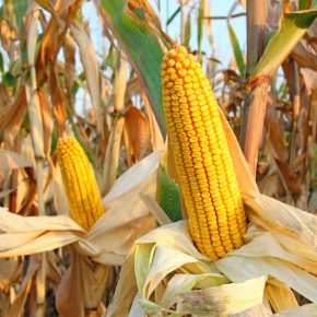 Поле инноваций: обзор новых гибридов кукурузы компании «Сингента» в 2024 году