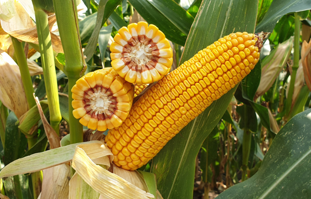  Поле инноваций: обзор новых гибридов кукурузы компании «Сингента» в 2024 году