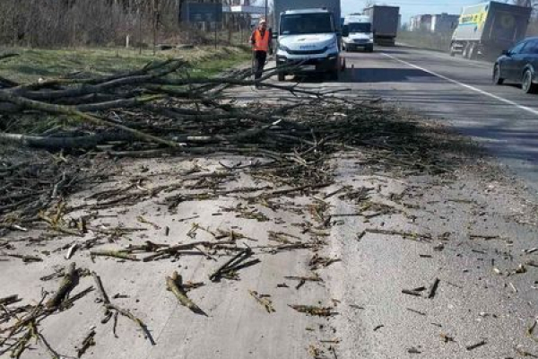 Более 20 деревья упали на дороги Тернопольщины во время урагана