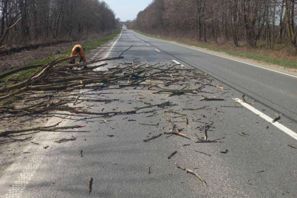 Более 20 деревьев упали на дороги Тернопольщины во время урагана
