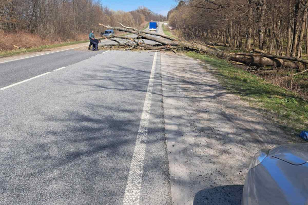 Более 20 деревьев упали на дороги Тернопольщины под время урагана