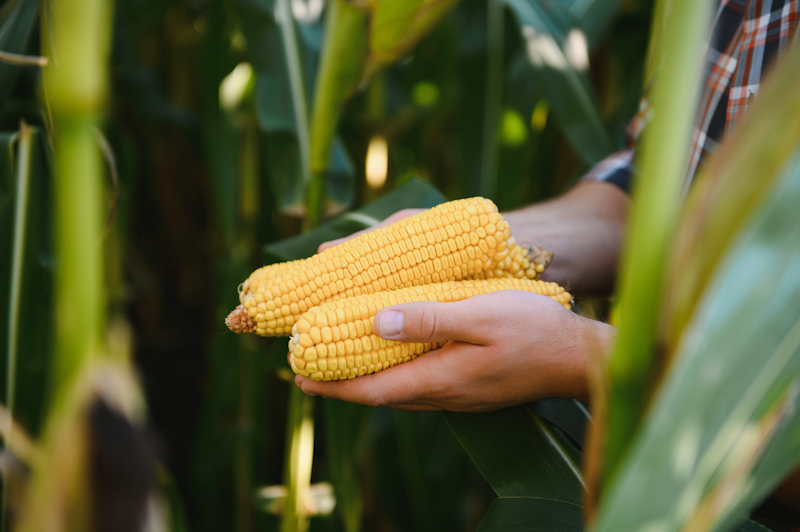 Регуляторы роста на кукурузе