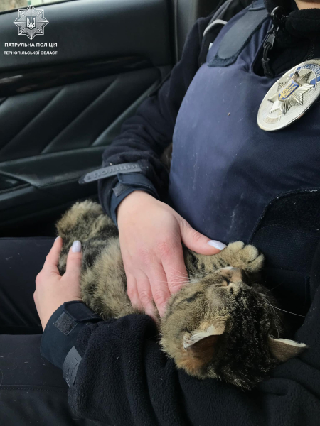 Тернопольские освобождали кота, застрявшего между металлическим ограждением