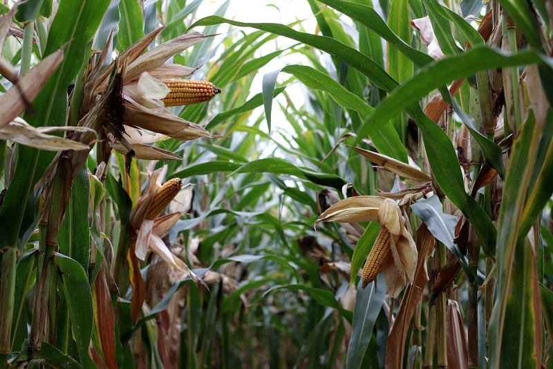 В чем простота и сложность применения микроэлементов на кукурузе