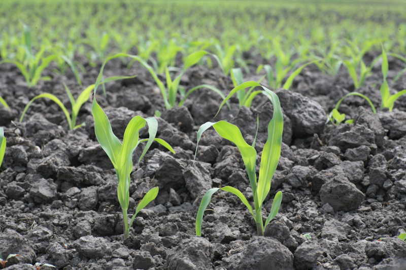 В почему простота и сложность применения микроэлементов на кукурузе