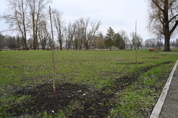 В Лановецком парке высадили почти сотню деревьев