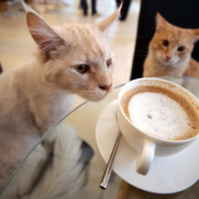 В Тернополе разгорается скандал вокруг «кошачьего кафе»