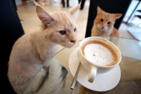 В Тернополе разворачивается скандал вокруг «кошачьего кафе»