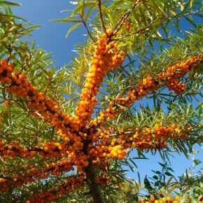 Украинские фермеры могут заработать выращивая облепиху Украинские фермеры могут заработать выращивая облепиху