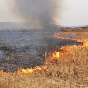За сутки в Тернопольской области 5 раз тушили пожары в экосистемах