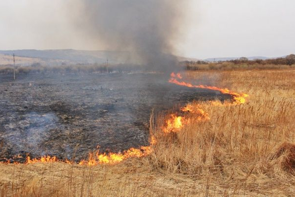 За сутки на Тернопольщине 5 раз тушили пожары в экосистемах