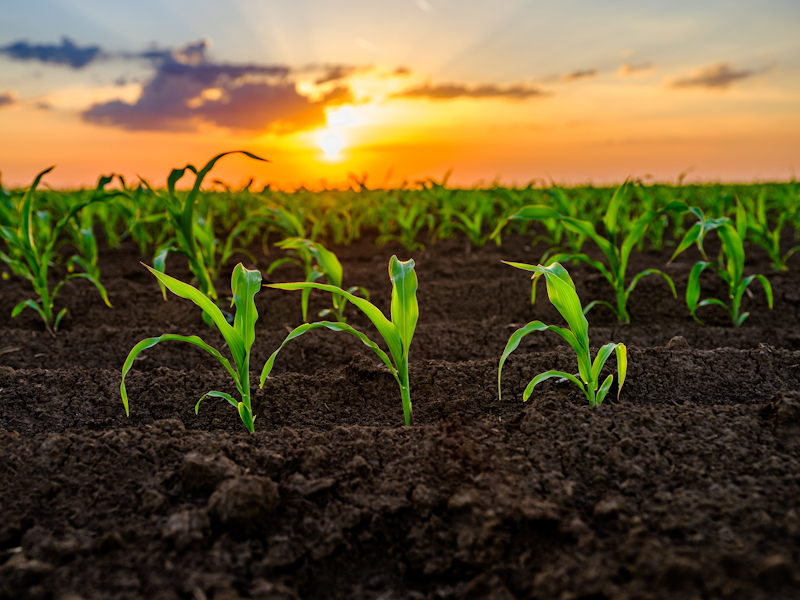 Защитите подсолнечник и кукурузу от сорняков до всходов