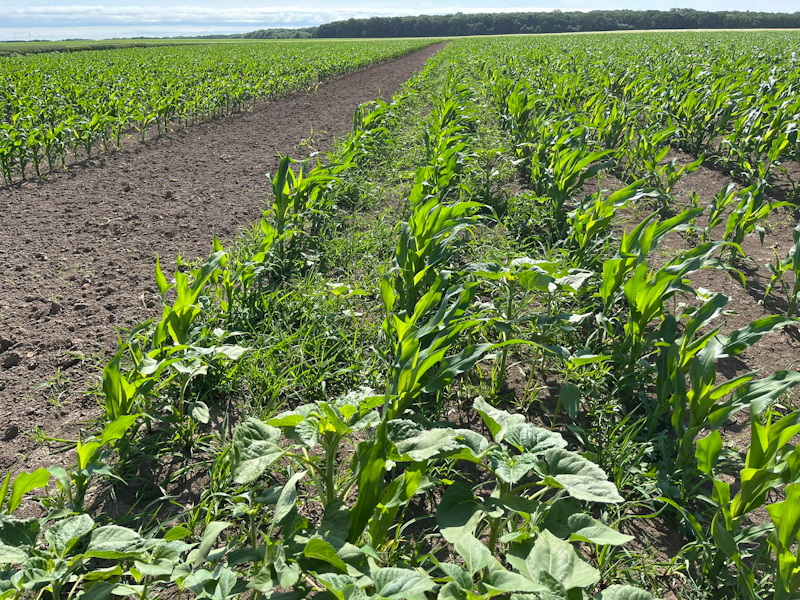 Обзор эффективных решений защиты кукурузы от «Байер»: ретроспектива сезона-2023