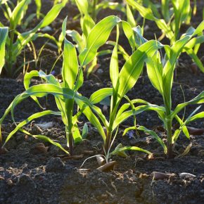 Обзор эффективных решений защиты кукурузы от Байер: ретроспектива сезона-2023