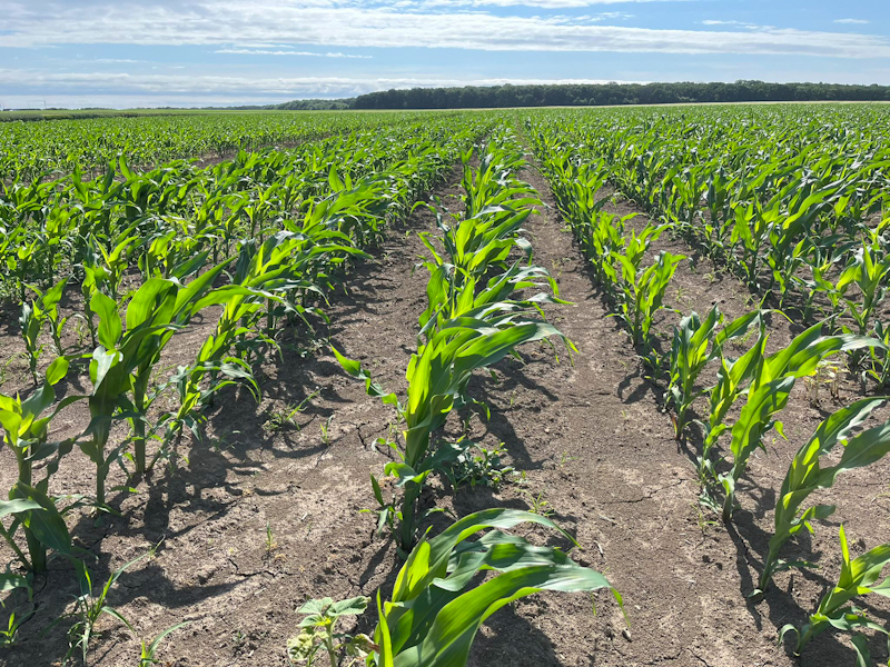 Обзор эффективных решений защиты кукурузы от « Байер: ретроспектива сезона-2023