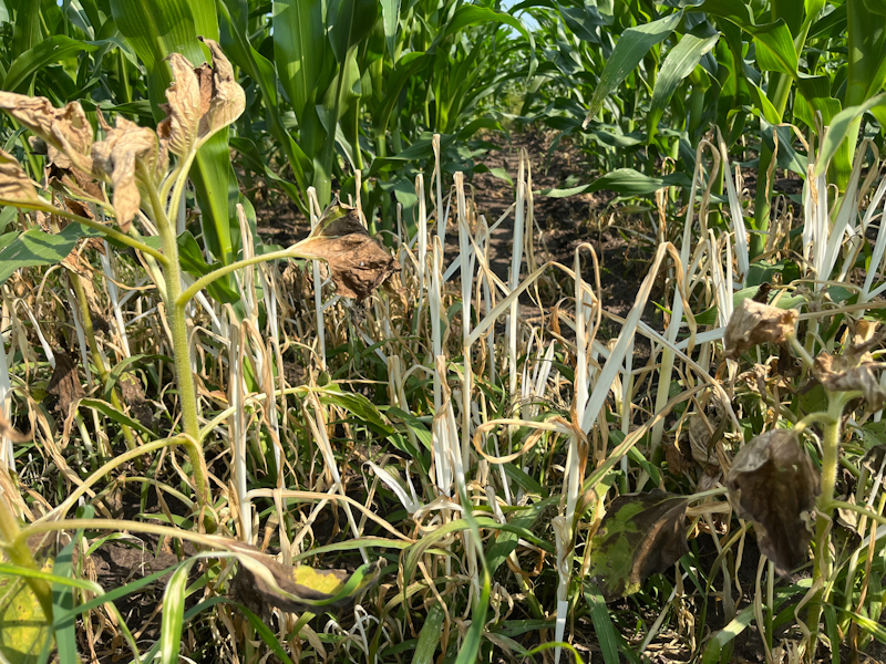 Обзор эффективных решений защиты кукурузы от «Байер»: ретроспектива сезона-2023