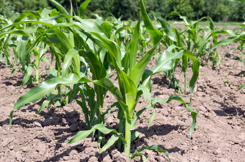 Гербицидная защита кукурузы